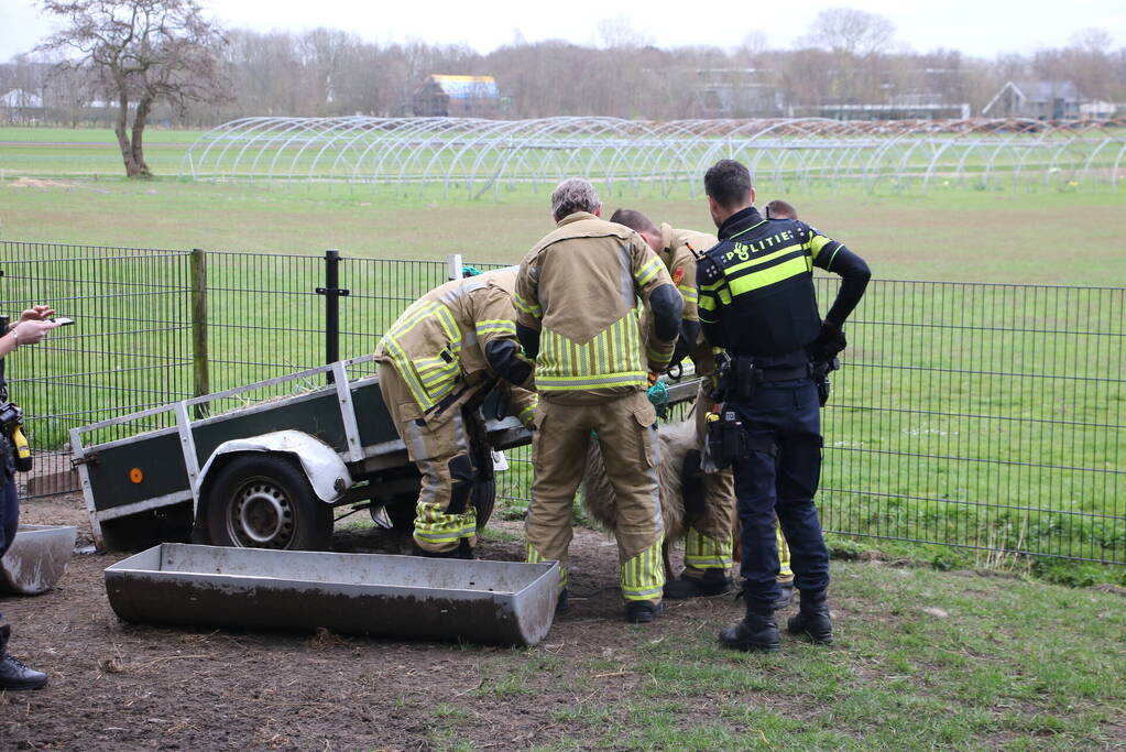 Brandweer bevrijdt schaap uit benarde positie