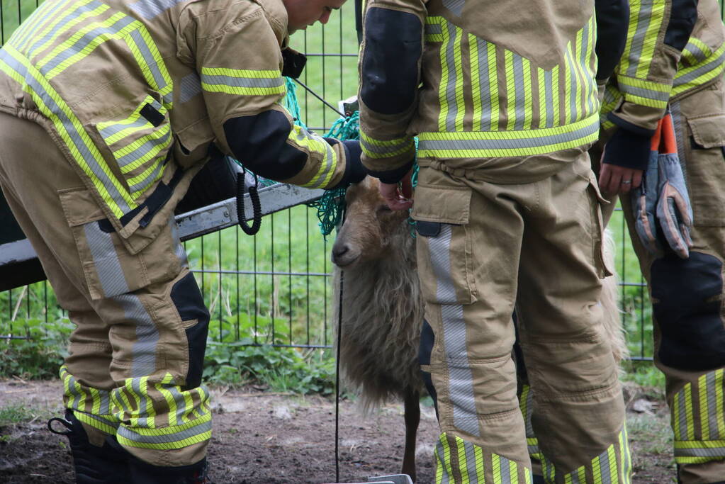 Brandweer bevrijdt schaap uit benarde positie