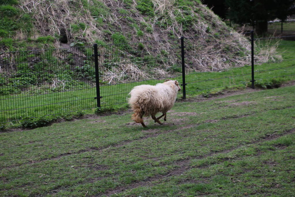 Brandweer bevrijdt schaap uit benarde positie