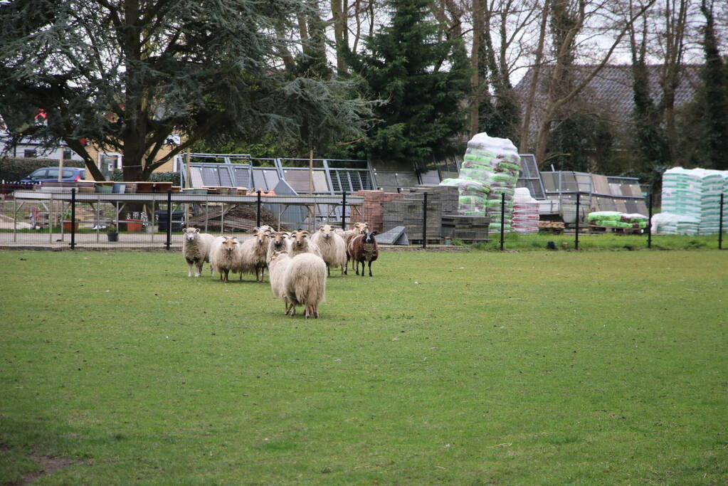 Brandweer bevrijdt schaap uit benarde positie