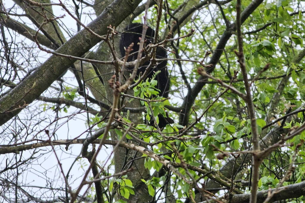 Brandweer schudt kat uit boom