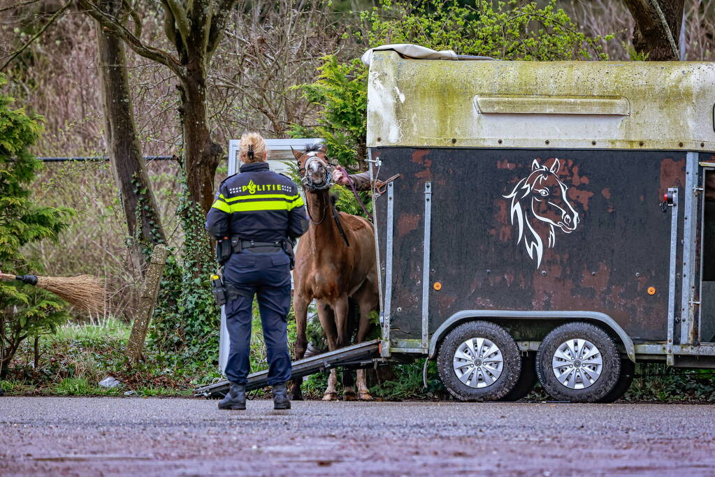 Gestresst paard wil trailer niet in