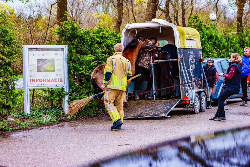 Gestresst paard wil trailer niet in