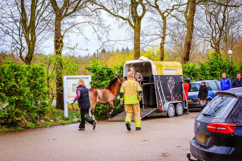 Gestresst paard wil trailer niet in