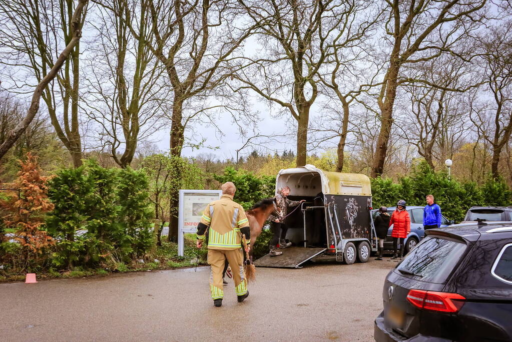 Gestresst paard wil trailer niet in