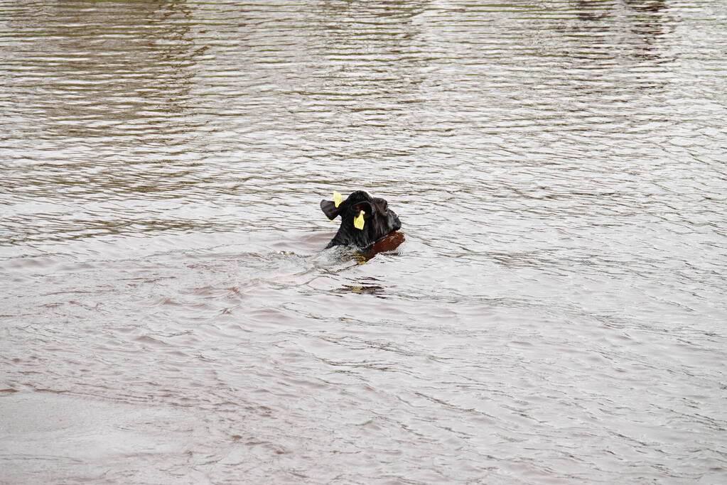 Brandweer 'vist' Pink uit water