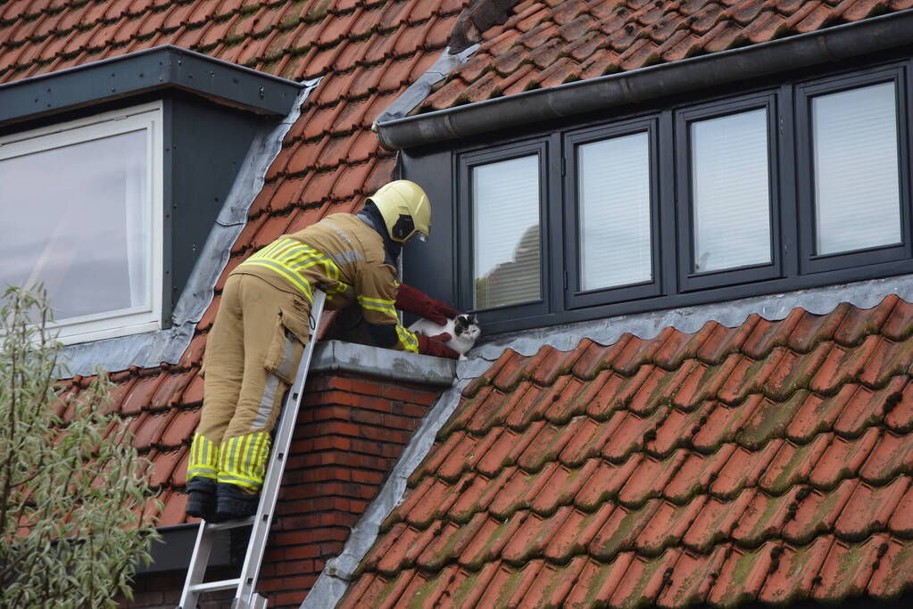 Brandweer redt kat Jessy van dak