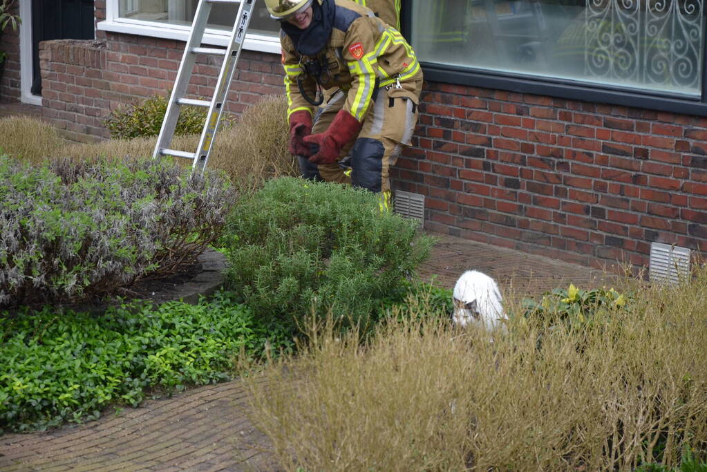 Brandweer redt kat Jessy van dak