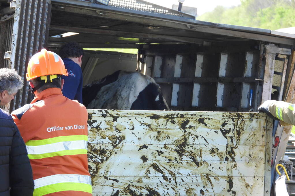 Koeien vast in gekantelde veewagen