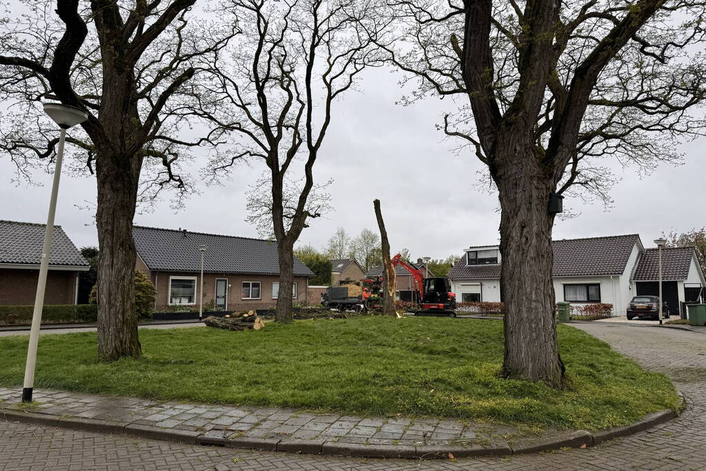 Boom breekt af na rukwinden