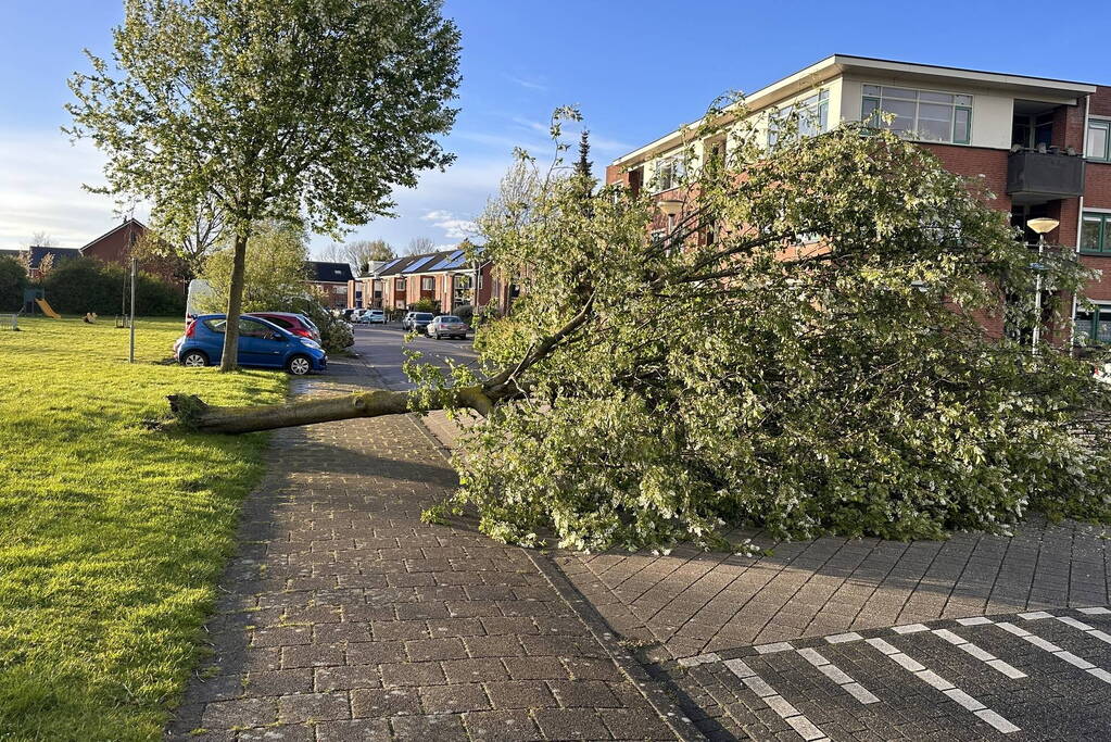 Omgewaaide boom belandt op weg