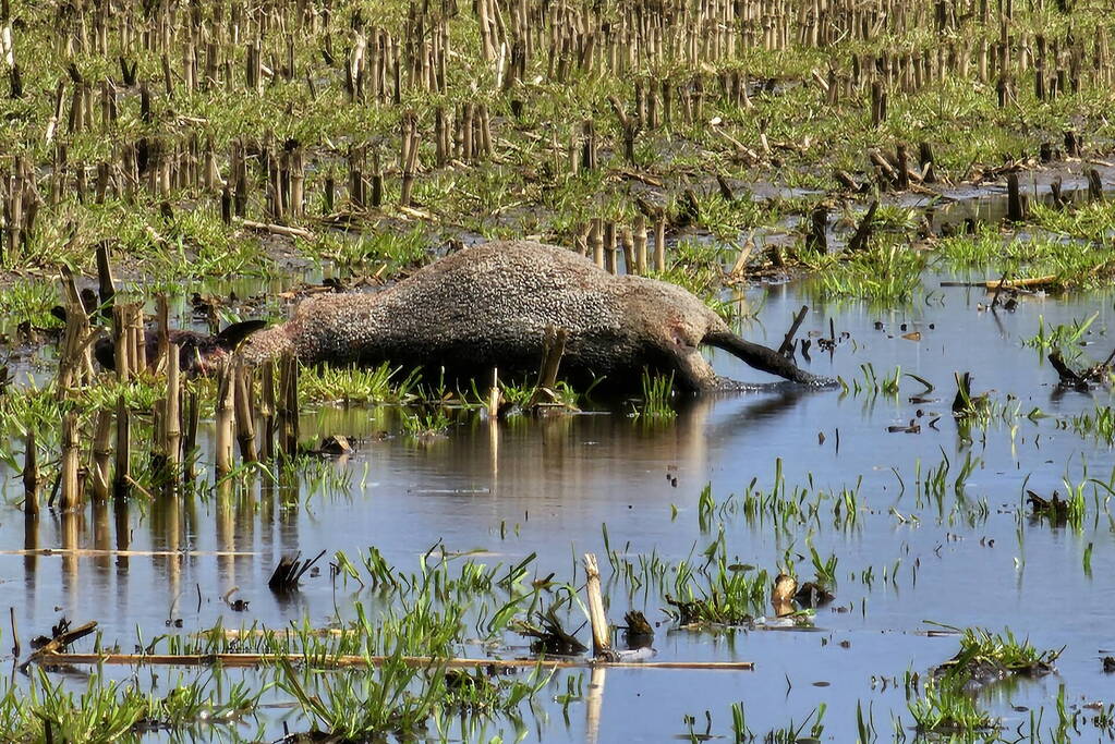 Wolf doodt opnieuw tientallen schapen