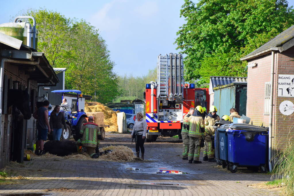 Brandweer ingezet nadat paard niet meer zelfstandig opstaat