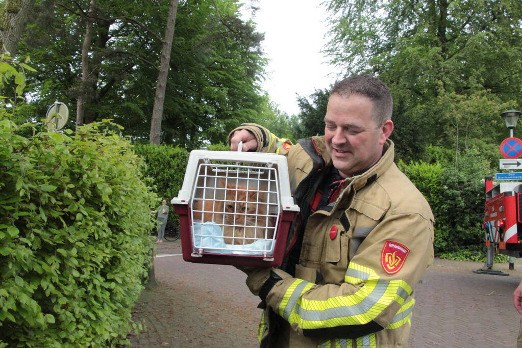 Kat Paco uit de boom gehaald