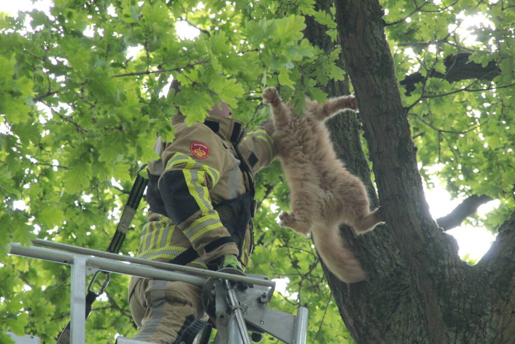 Kat Paco uit de boom gehaald