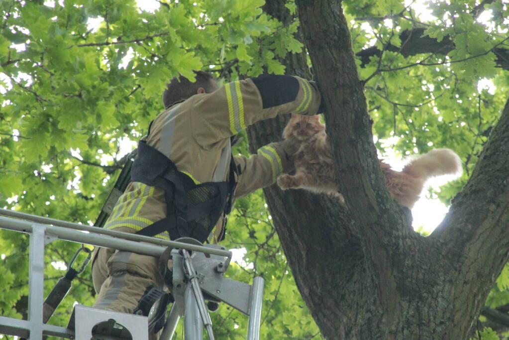 Kat Paco uit de boom gehaald