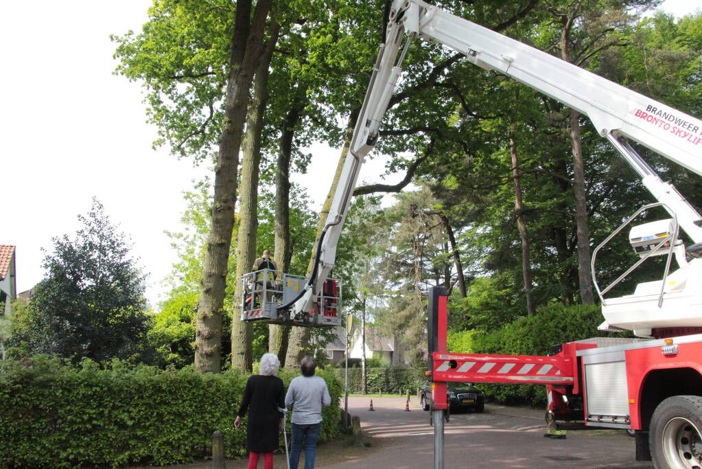 Kat Paco uit de boom gehaald