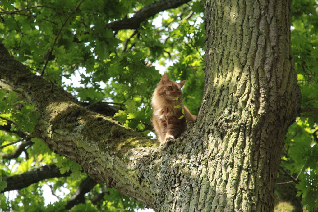 Kat Paco uit de boom gehaald