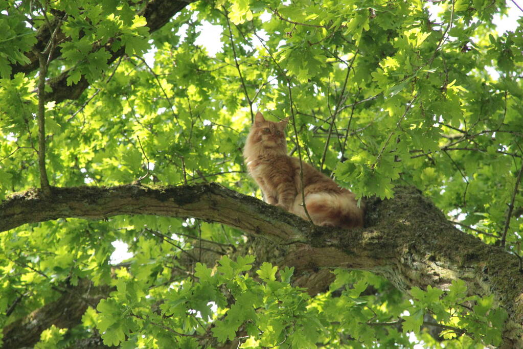 Kat Paco uit de boom gehaald