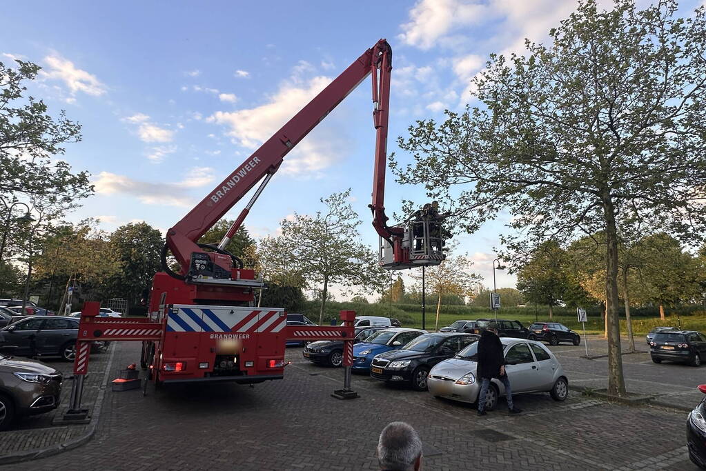 Brandweer haalt kraai uit boom