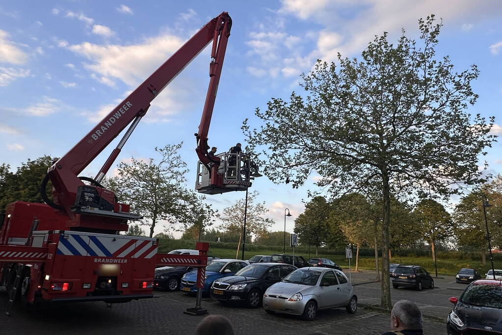 Brandweer haalt kraai uit boom