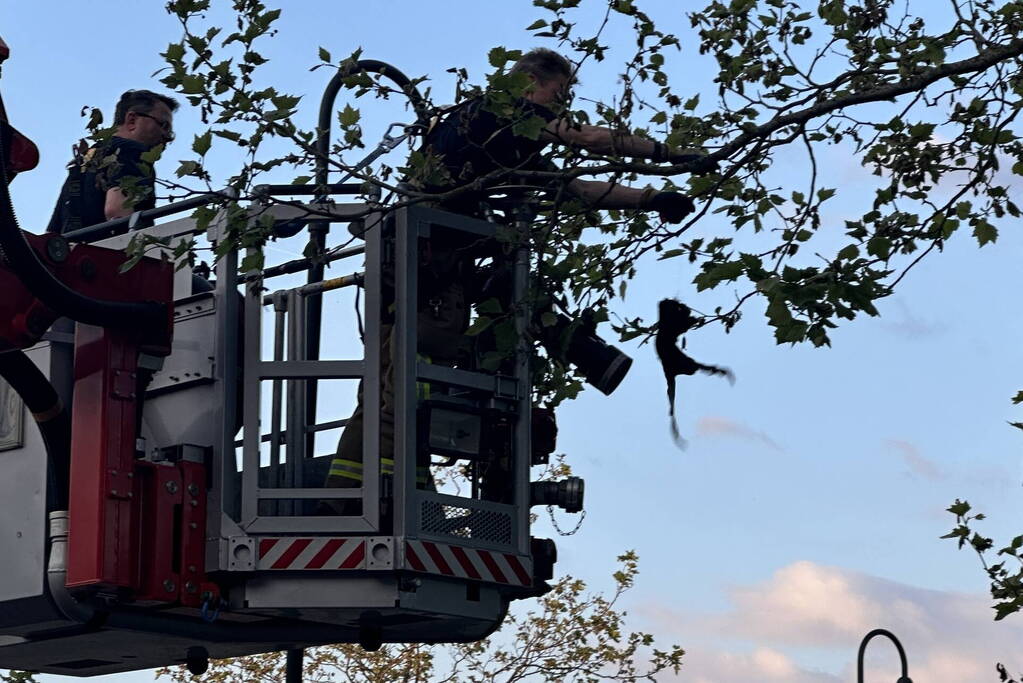 Brandweer haalt kraai uit boom