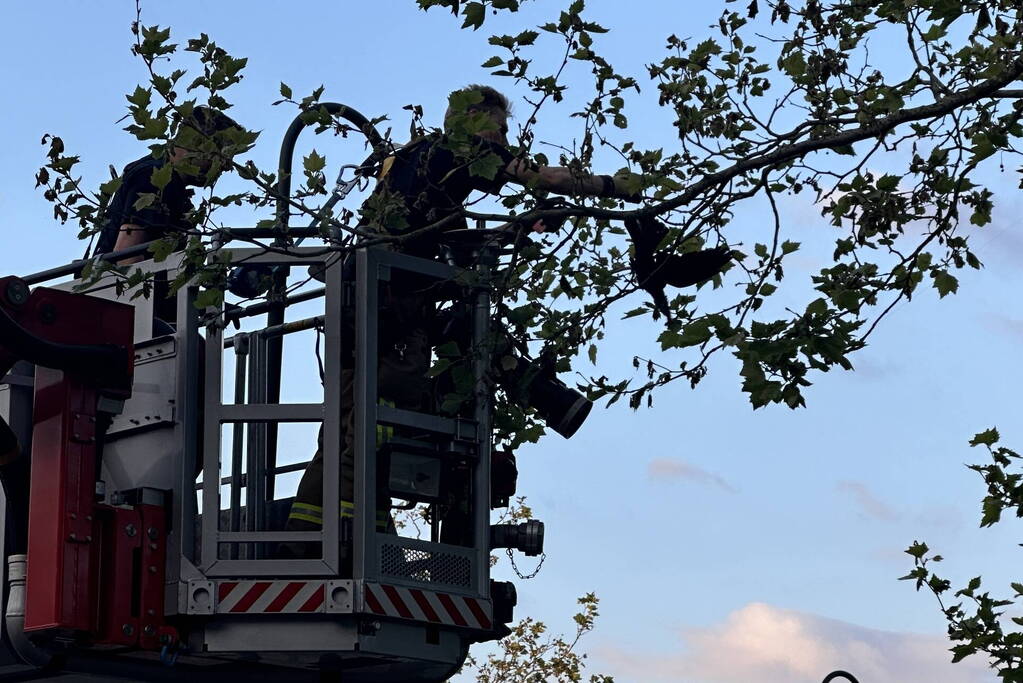 Brandweer haalt kraai uit boom