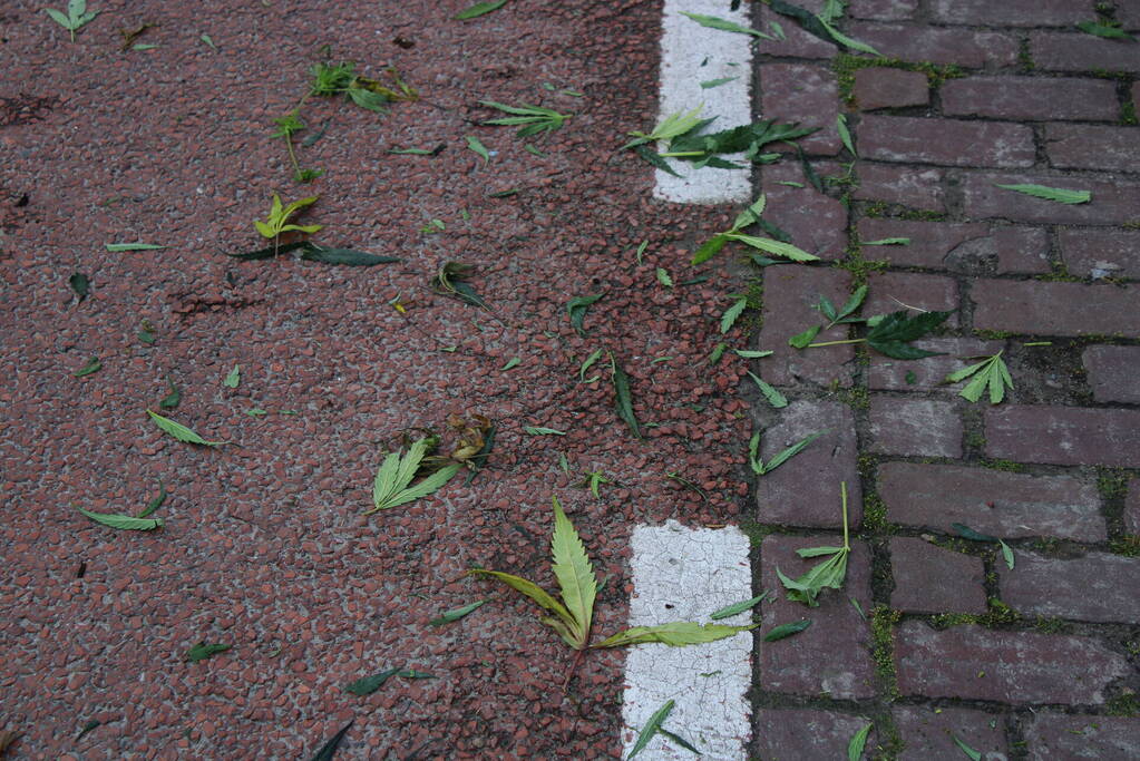 Hennepkwekerij met 173 planten ontruimd