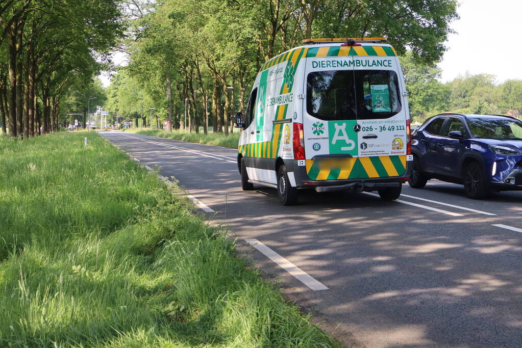 Automobilist raakt gewond bij botsing tegen boom