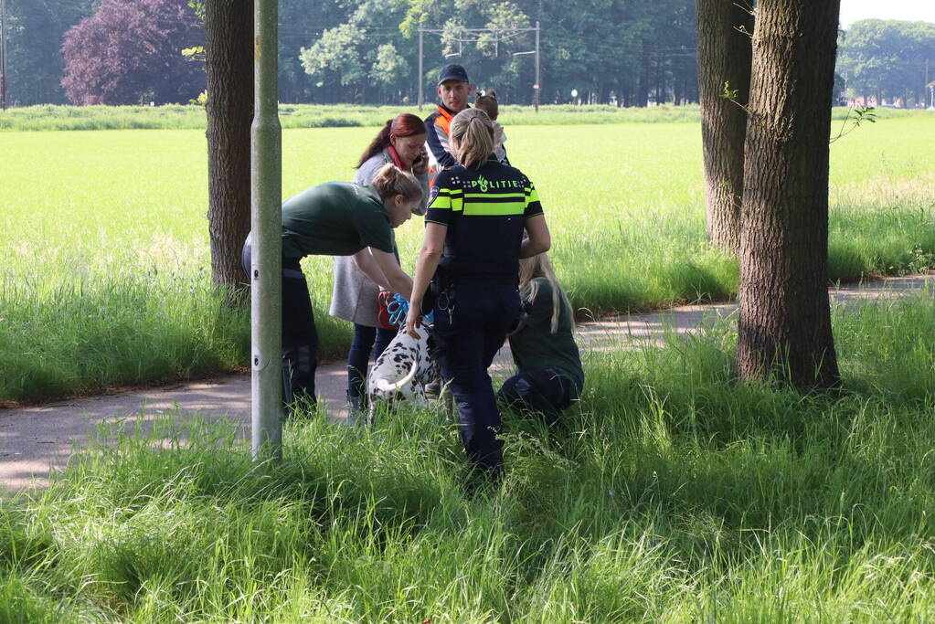 Automobilist raakt gewond bij botsing tegen boom