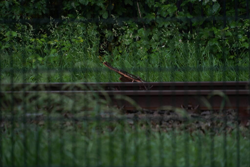 Geen treinen vanwege takken op spoor