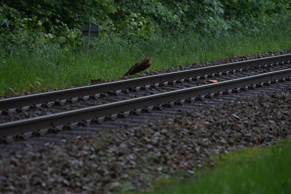 Geen treinen vanwege takken op spoor