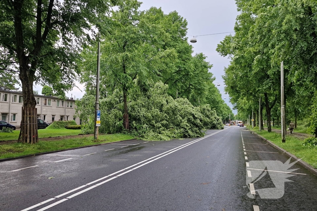 Bomen vallen om door hevige onweersbui