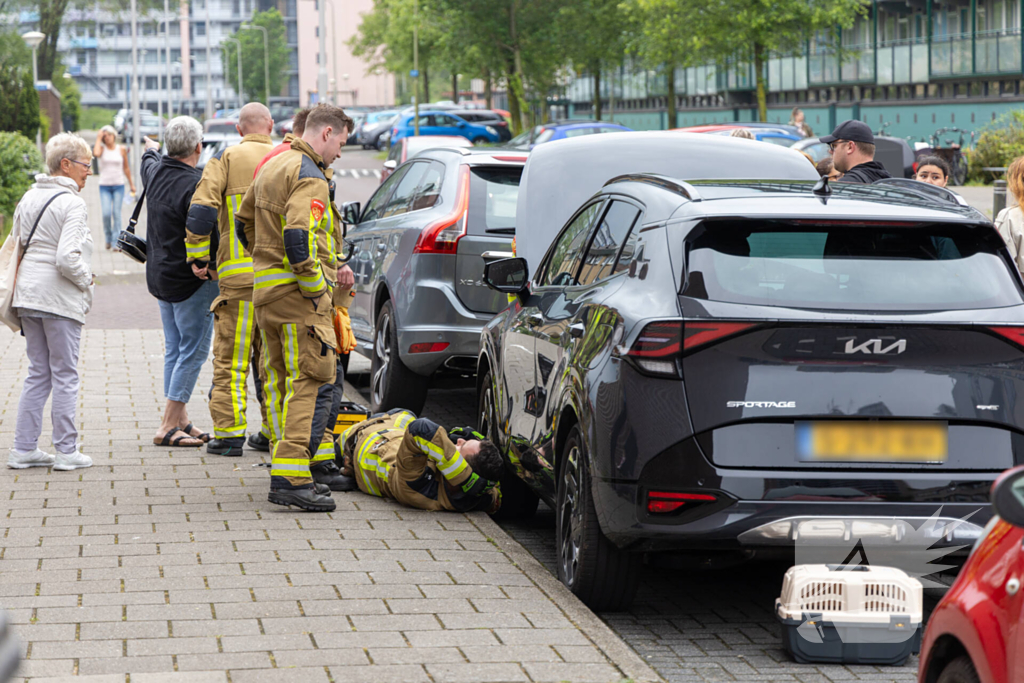 Kat opgesloten onder motorkap auto