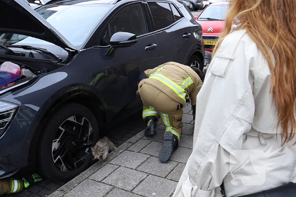 Kat opgesloten onder motorkap auto