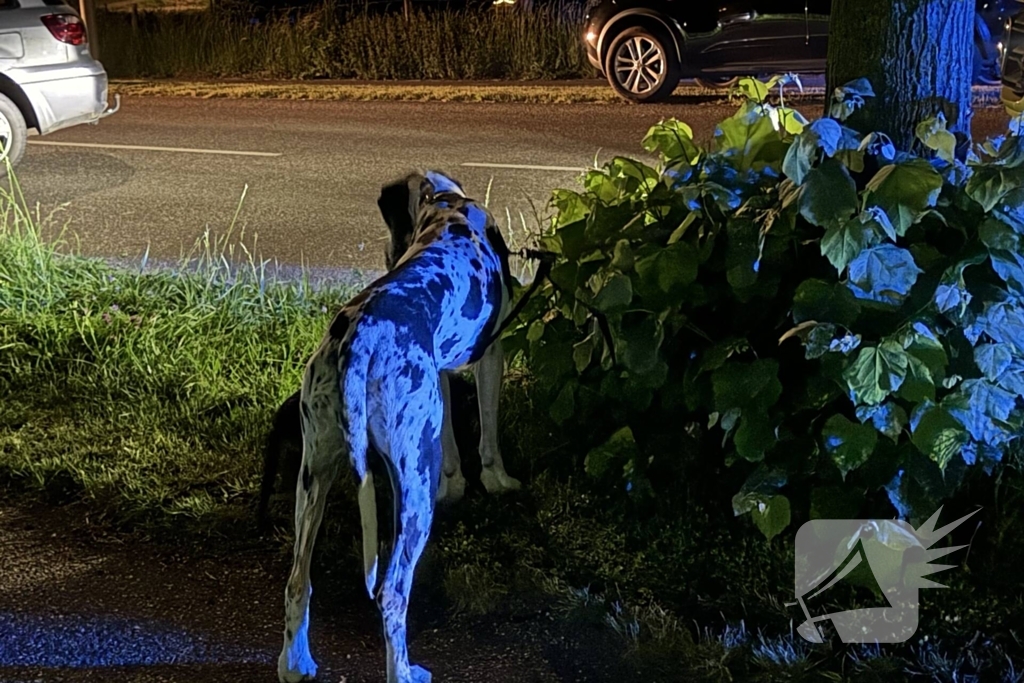 Automobilist raakt van de weg en klapt op boom