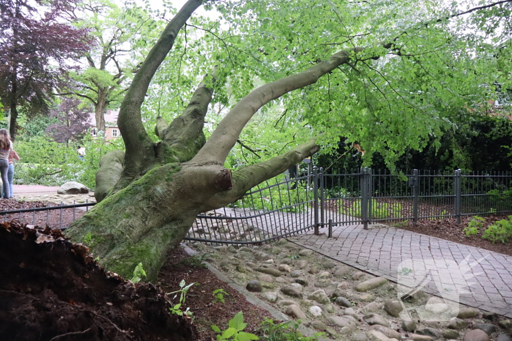 Flinke schade na omvallen boom park Daalhuizen