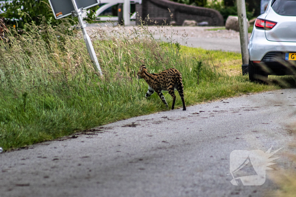 Grote zoektocht naar ontsnapte Serval