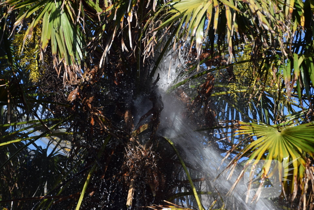 Steekvlam uit barbecue zet boom in brand