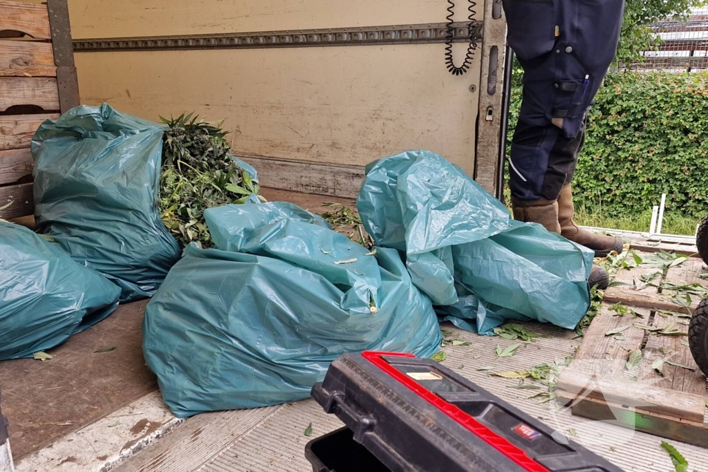 Hennepkwekerij met 200 planten opgerold