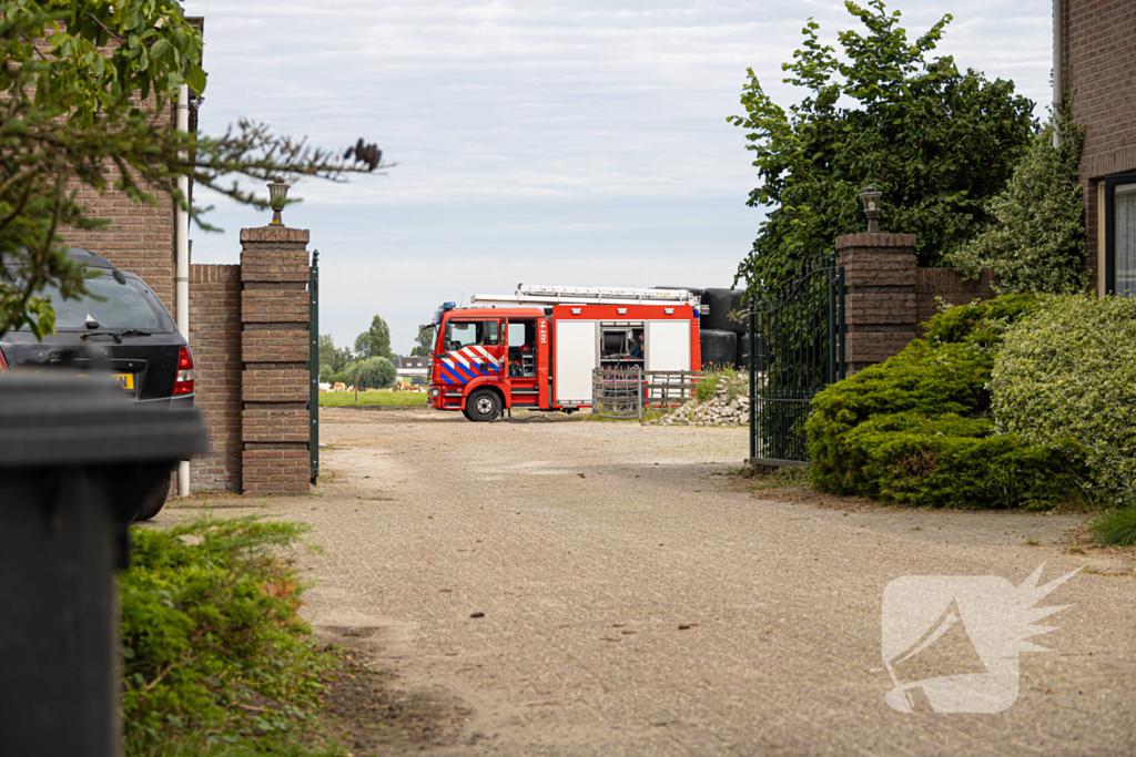 Koeien vallen in mestput