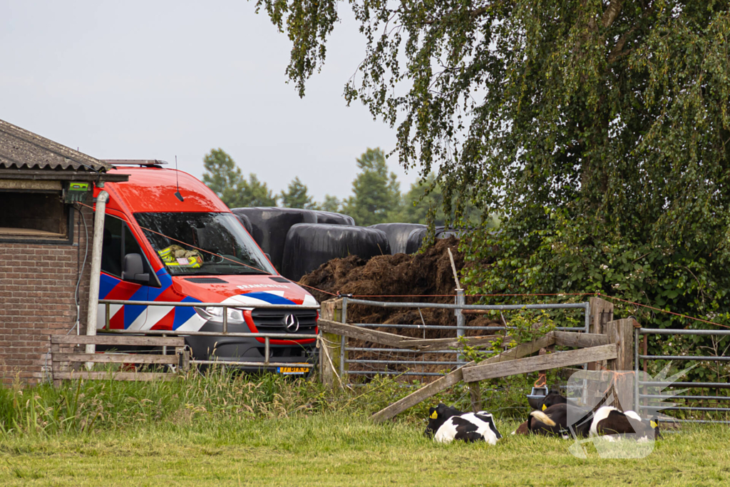 Koeien vallen in mestput