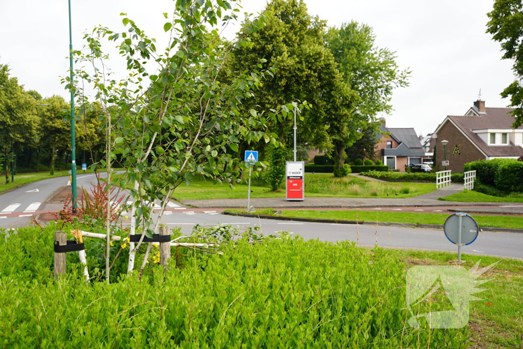 Schade aan gedoneerde meerstammige berk