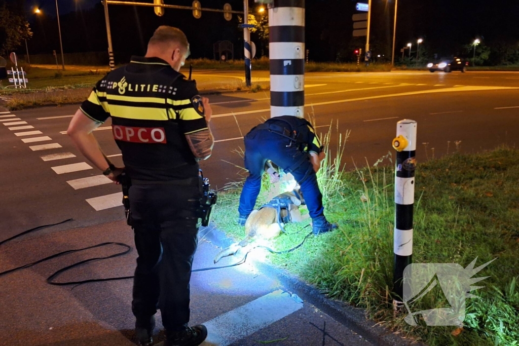 Politiehond Appie vind door omstander verloren armband terug