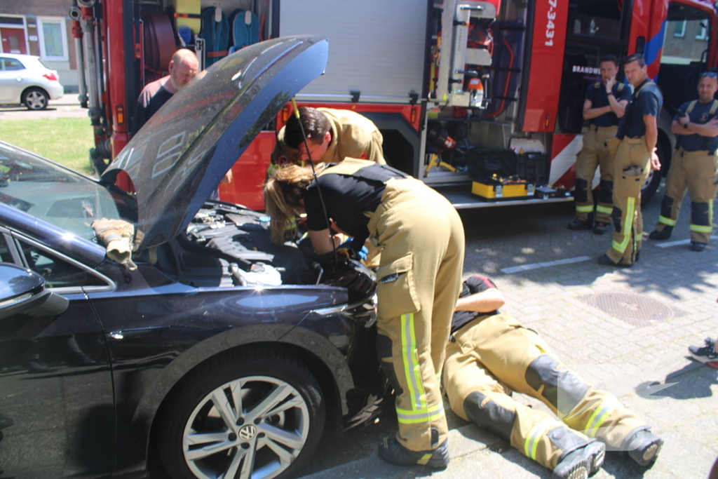 Brandweer bevrijdt vastzittende kat