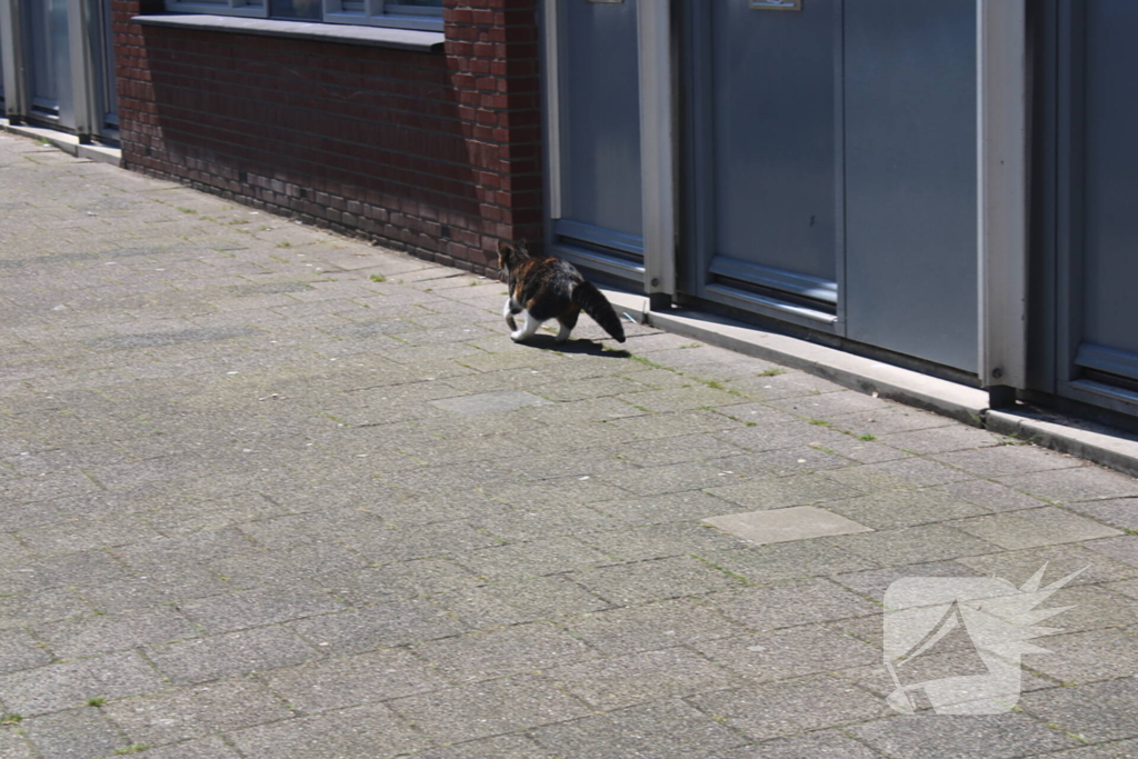 Brandweer bevrijdt vastzittende kat