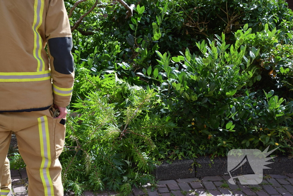 Brandweer zaagt omgevallen boom in stukken