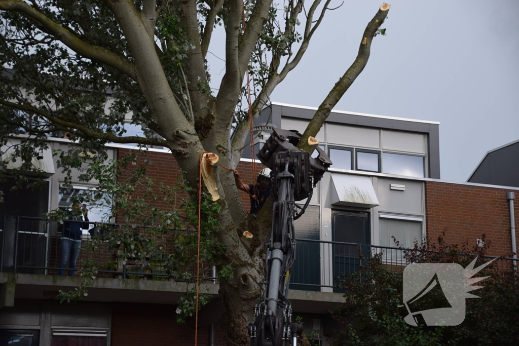 Boom verwijderd die dreigde te vallen