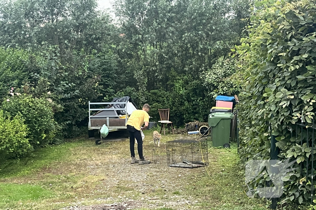 Tevergeefse pogingen om ontsnapte serval te vangen