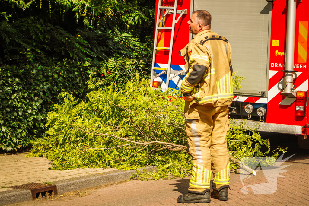 Loshangende tak uit boom gezaagd